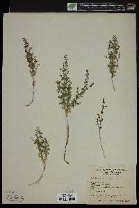 Galium watsonii image