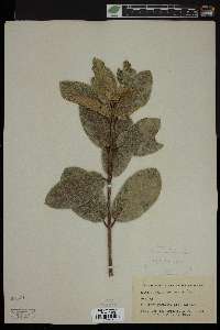 Guettarda scabra image