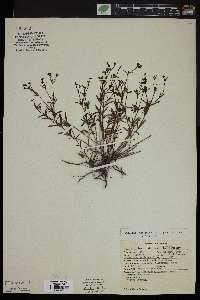 Stenaria nigricans var. nigricans image