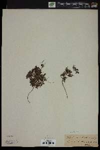 Hedyotis rotundifolia image