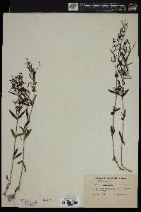 Houstonia lanceolata image