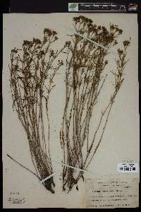 Stenaria nigricans image