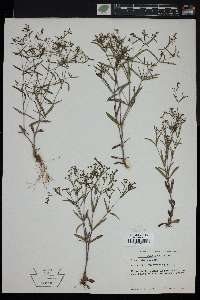 Houstonia tenuifolia image