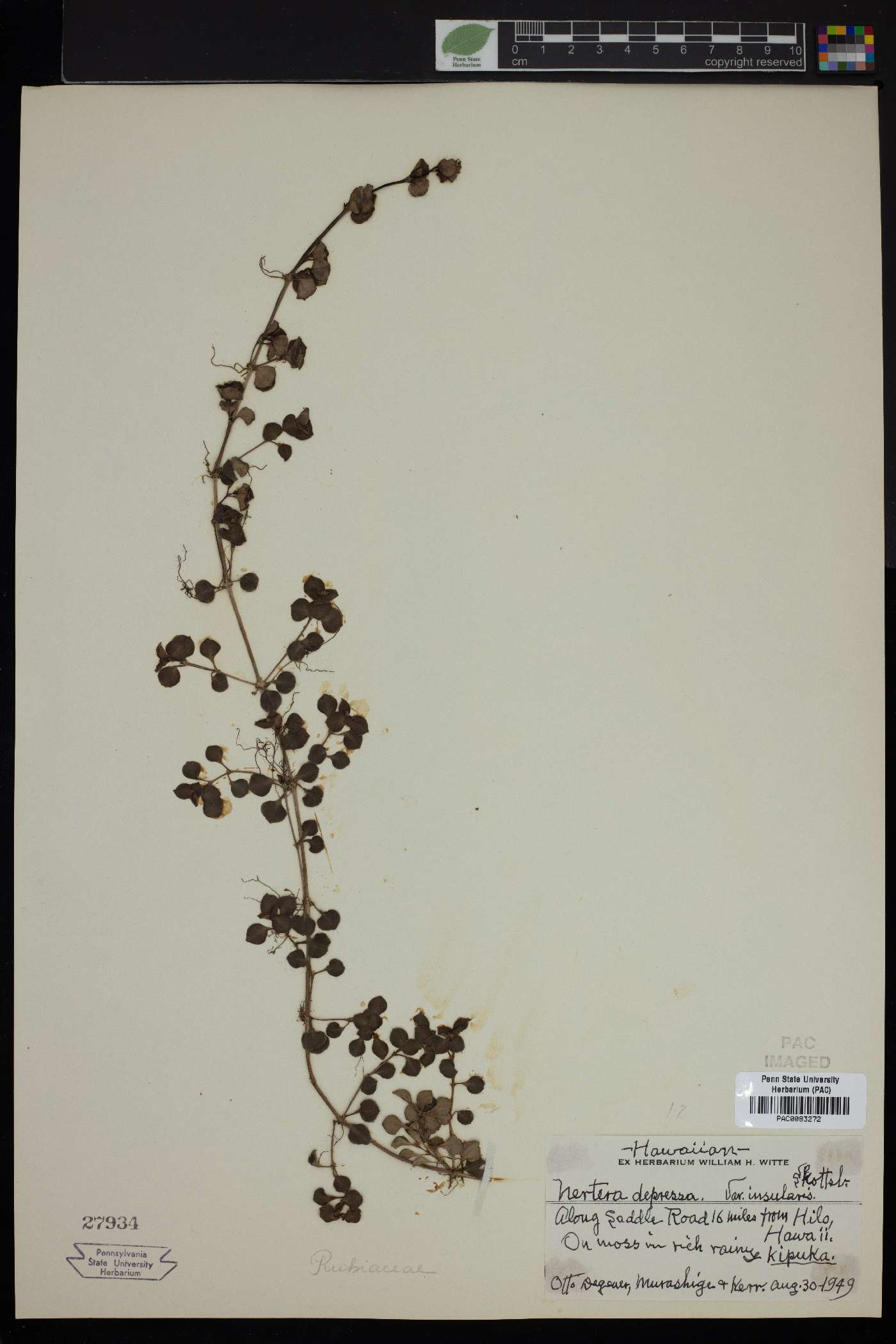 Nertera granadensis var. granadensis image
