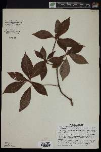Psychotria bahamensis image