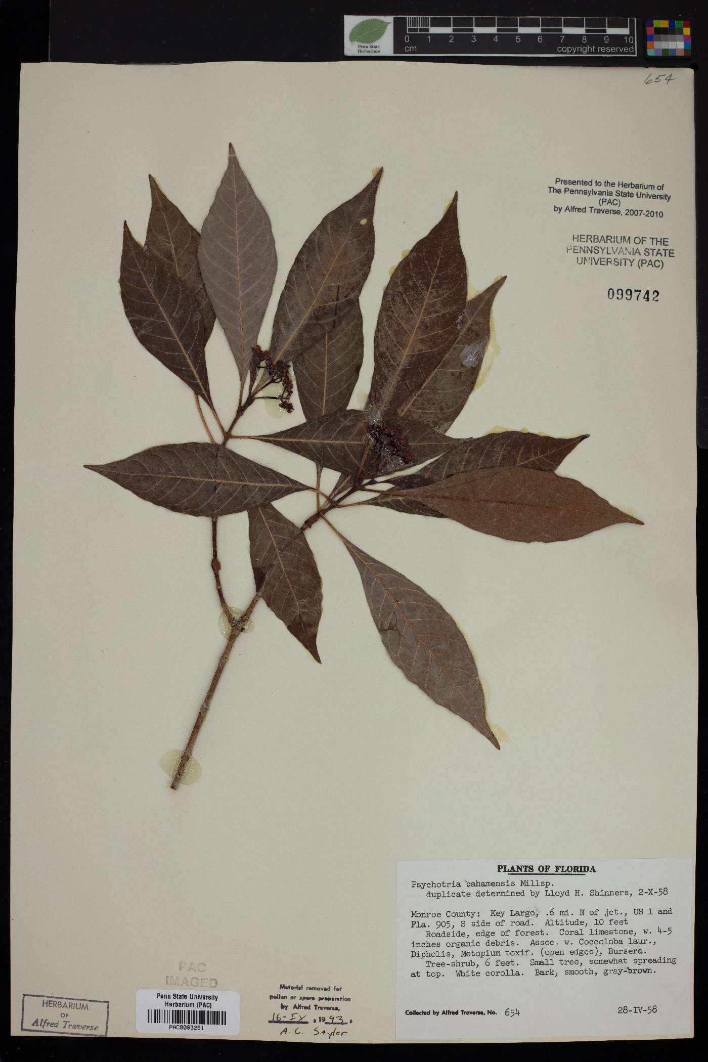Psychotria bahamensis image