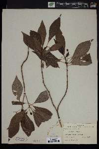 Psychotria nervosa image