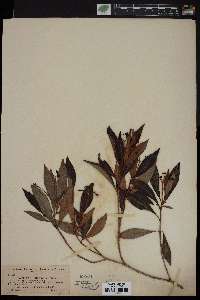 Psychotria undata image