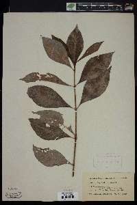 Psychotria undata image