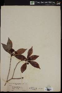 Psychotria undata image