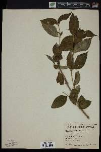 Diervilla lonicera image