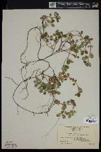 Linnaea borealis subsp. americana image