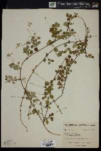 Linnaea borealis subsp. americana image