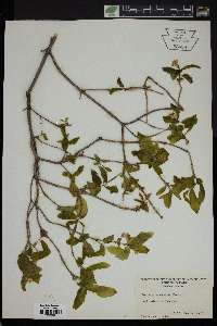 Lonicera canadensis image