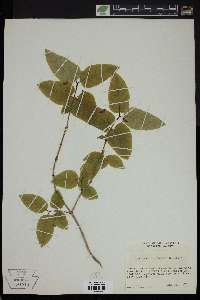 Lonicera canadensis image