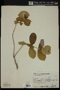 Lonicera dioica image