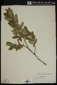 Lonicera oblongifolia image