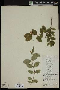 Symphoricarpos occidentalis image