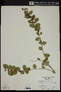 Symphoricarpos orbiculatus image