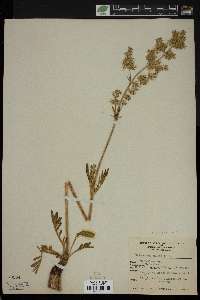 Valeriana edulis image