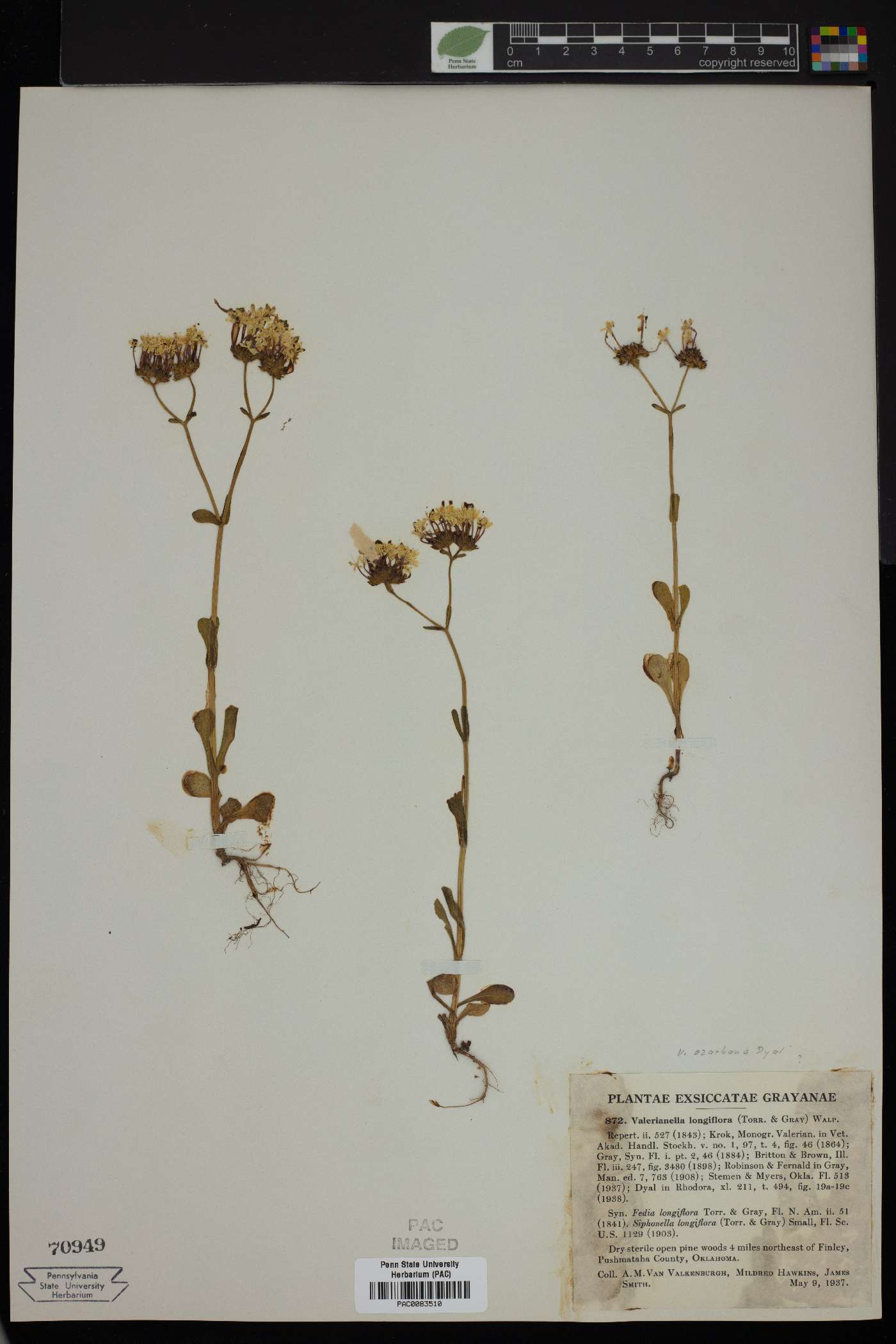 Valerianella longiflora image