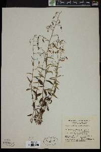 Campanula divaricata image