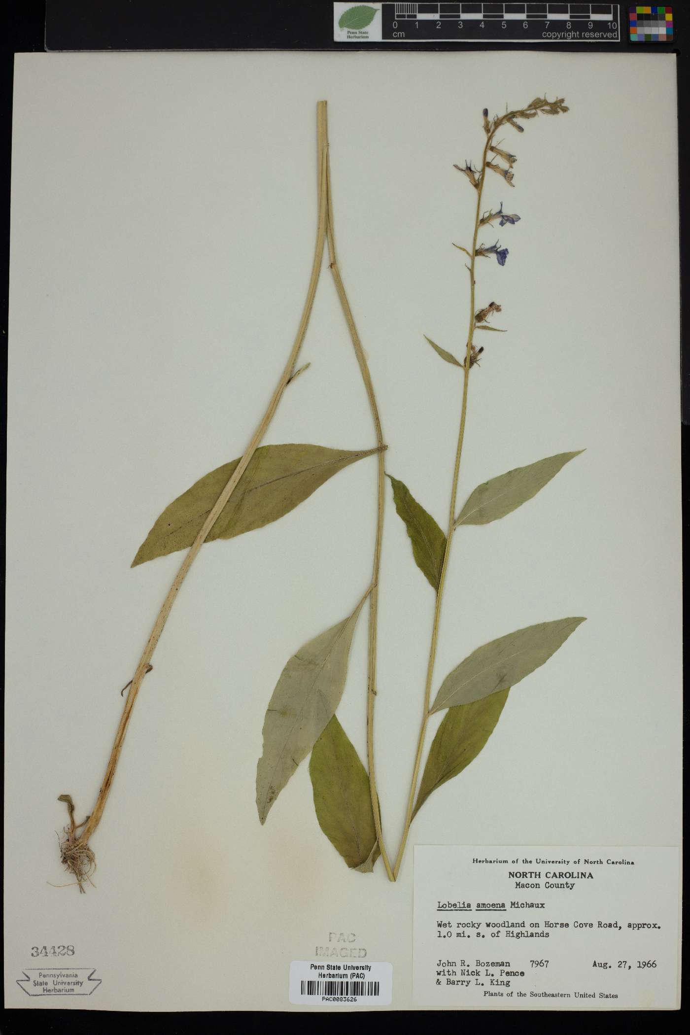 Lobelia amoena image