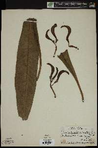 Rollandia lanceolata var. tomentella image
