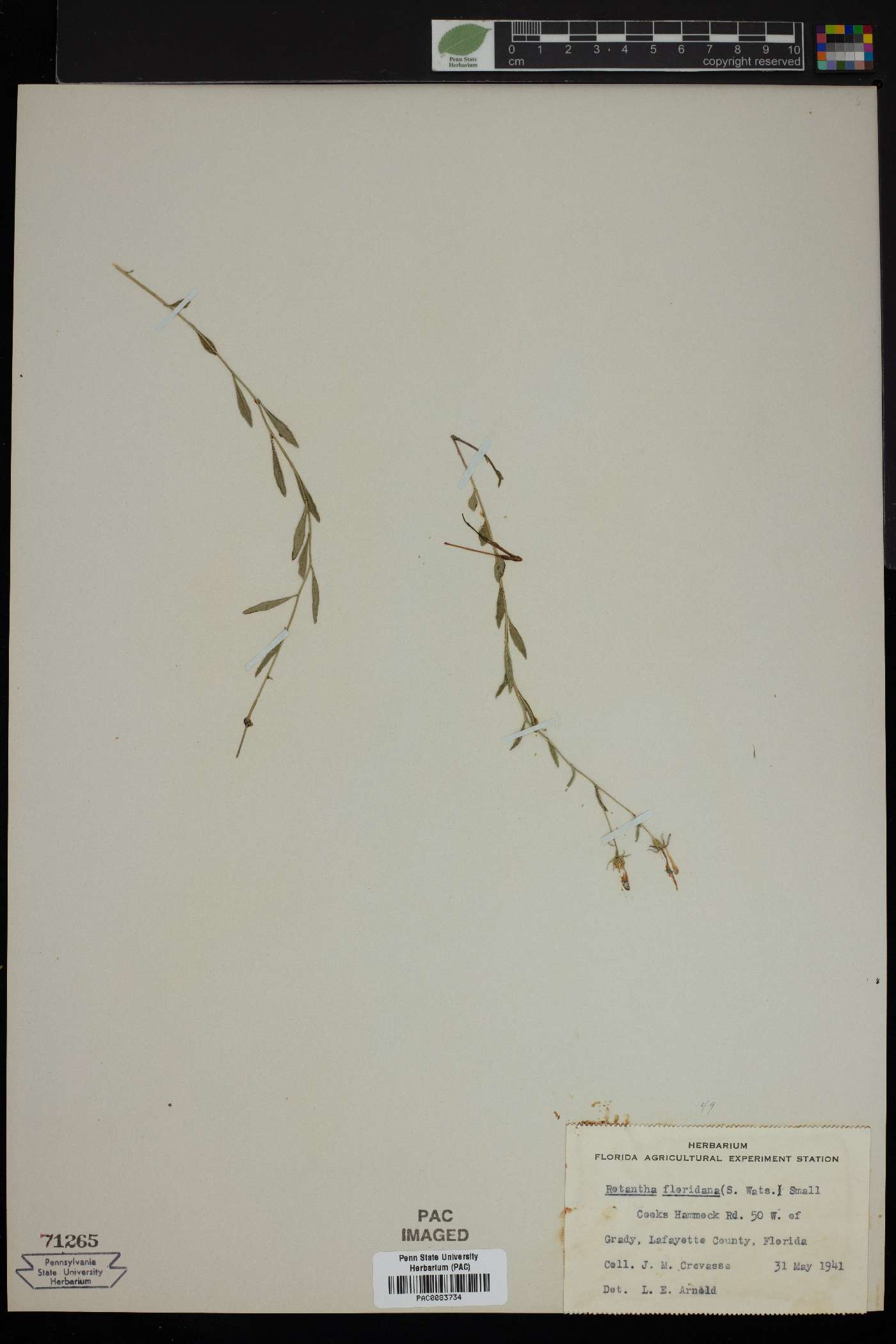 Rotantha floridana image