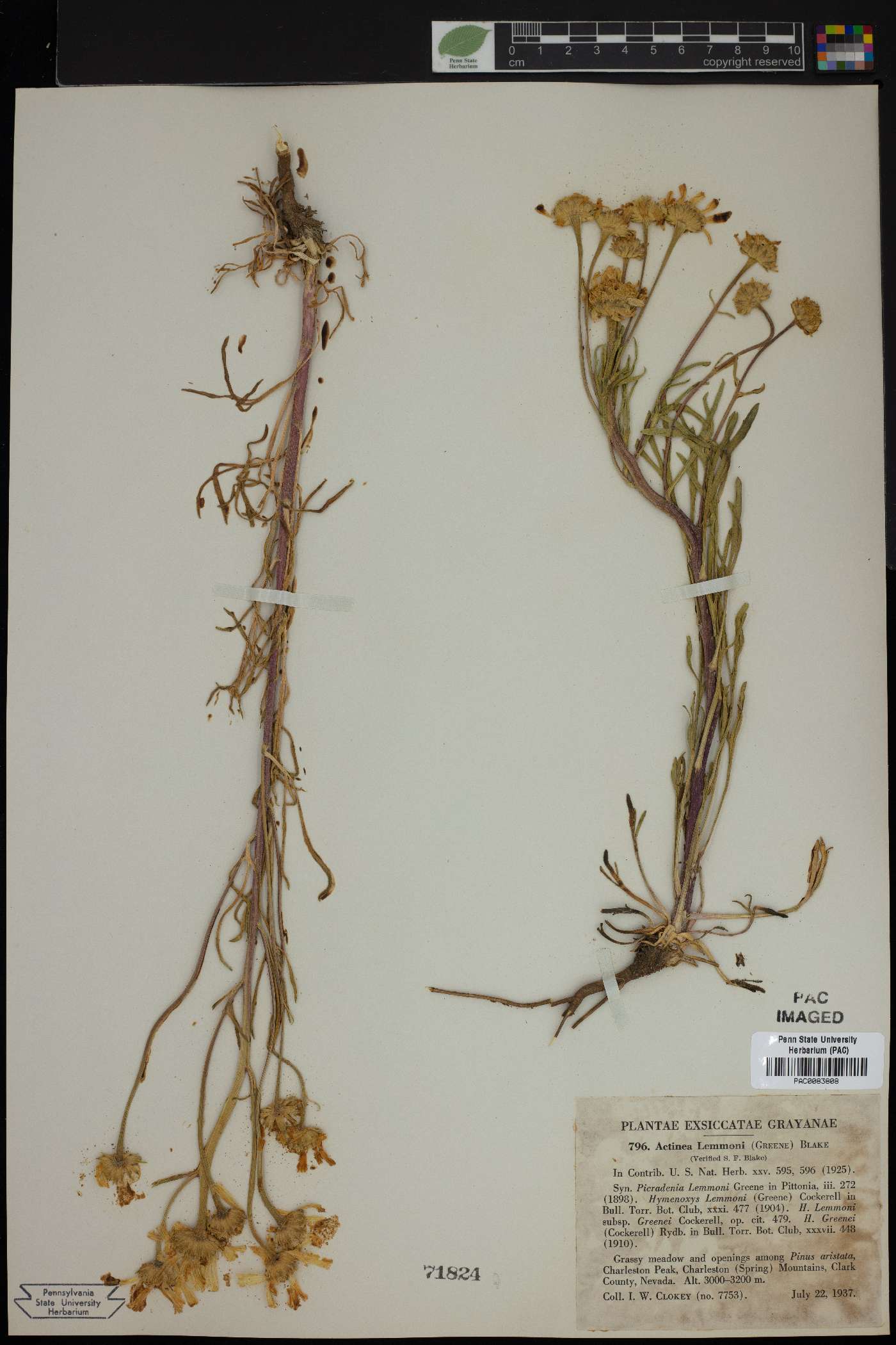 Actinea lemmonii image
