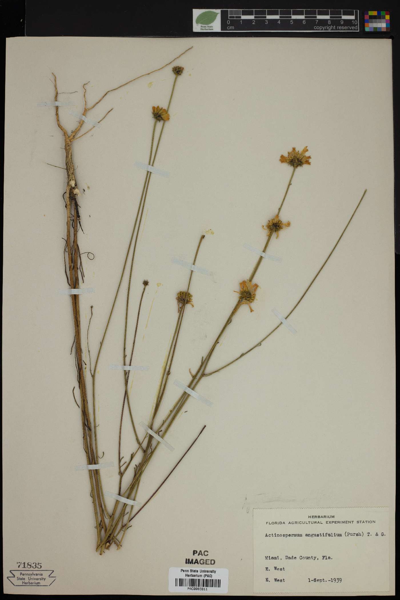 Actinospermum angustifolium image