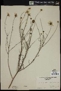Actinospermum angustifolium image