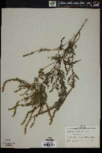 Image of Ambrosia monophylla