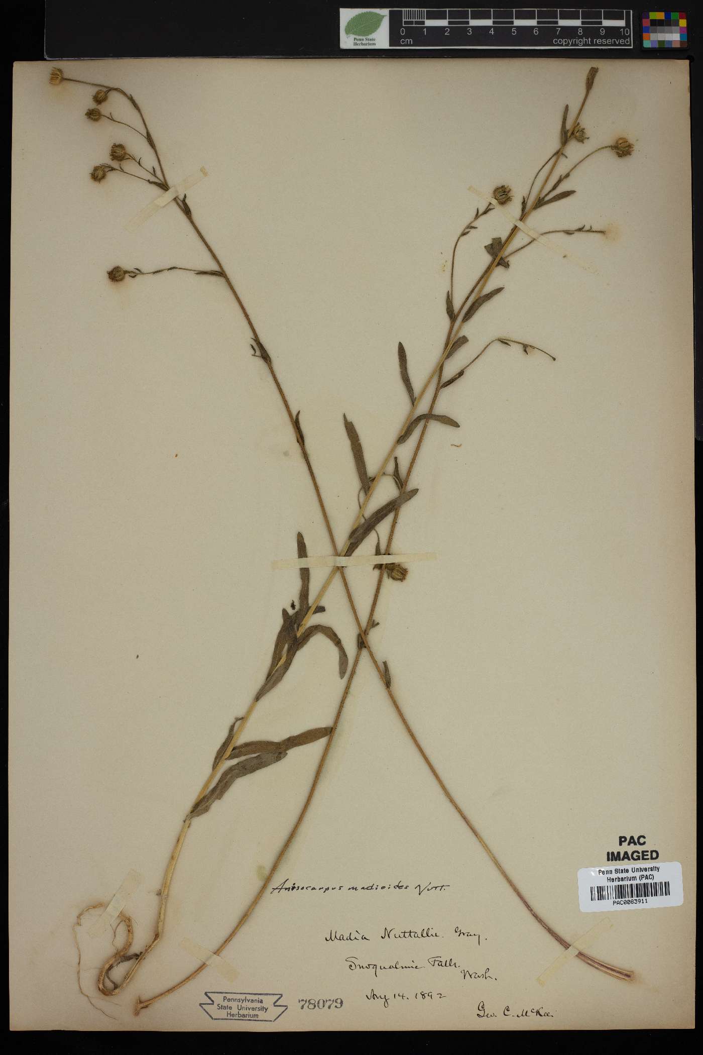 Madia nuttallii image