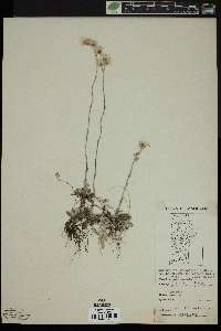 Antennaria neglecta image