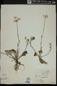 Antennaria fallax image