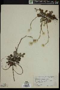 Antennaria farwellii image