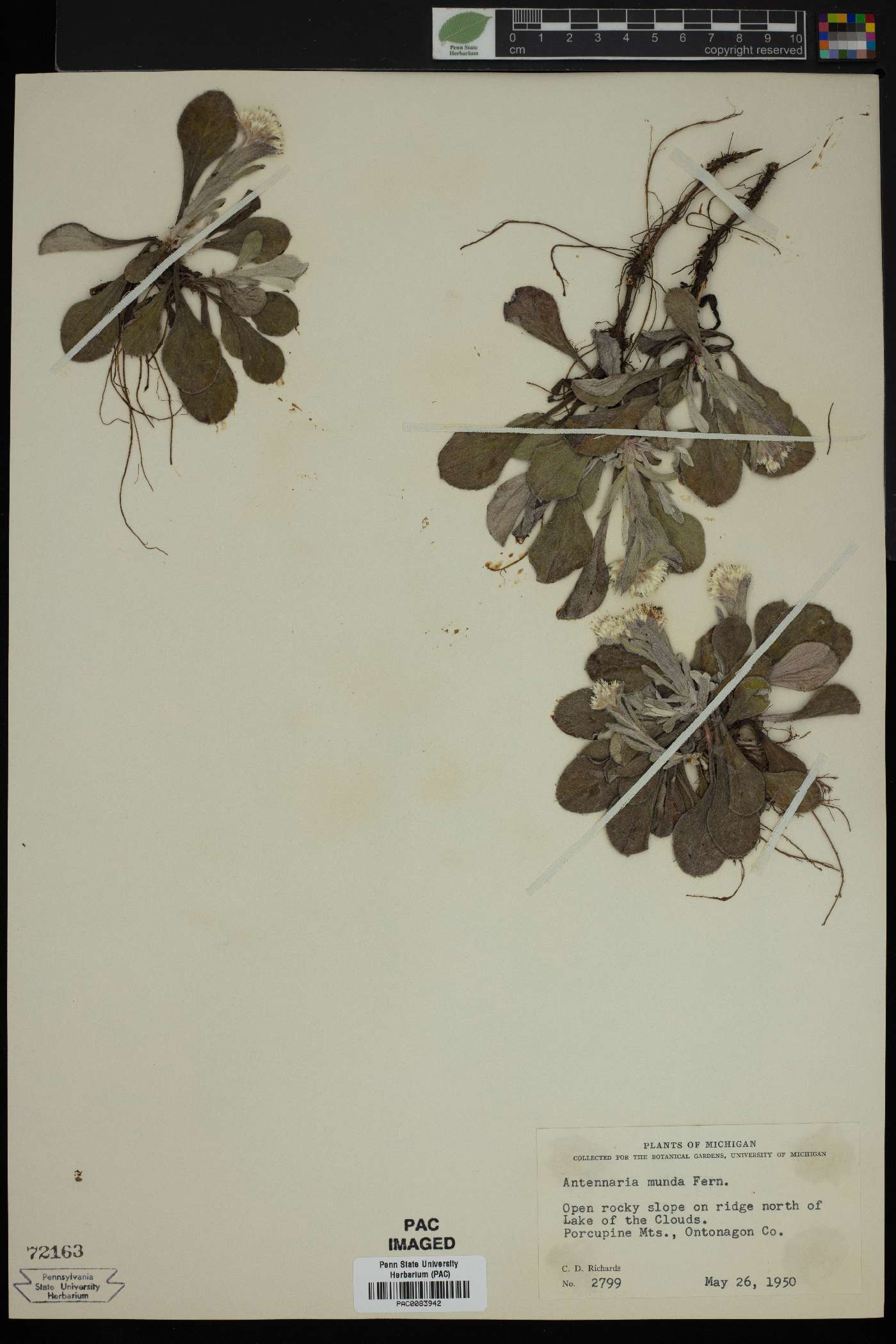 Antennaria munda image