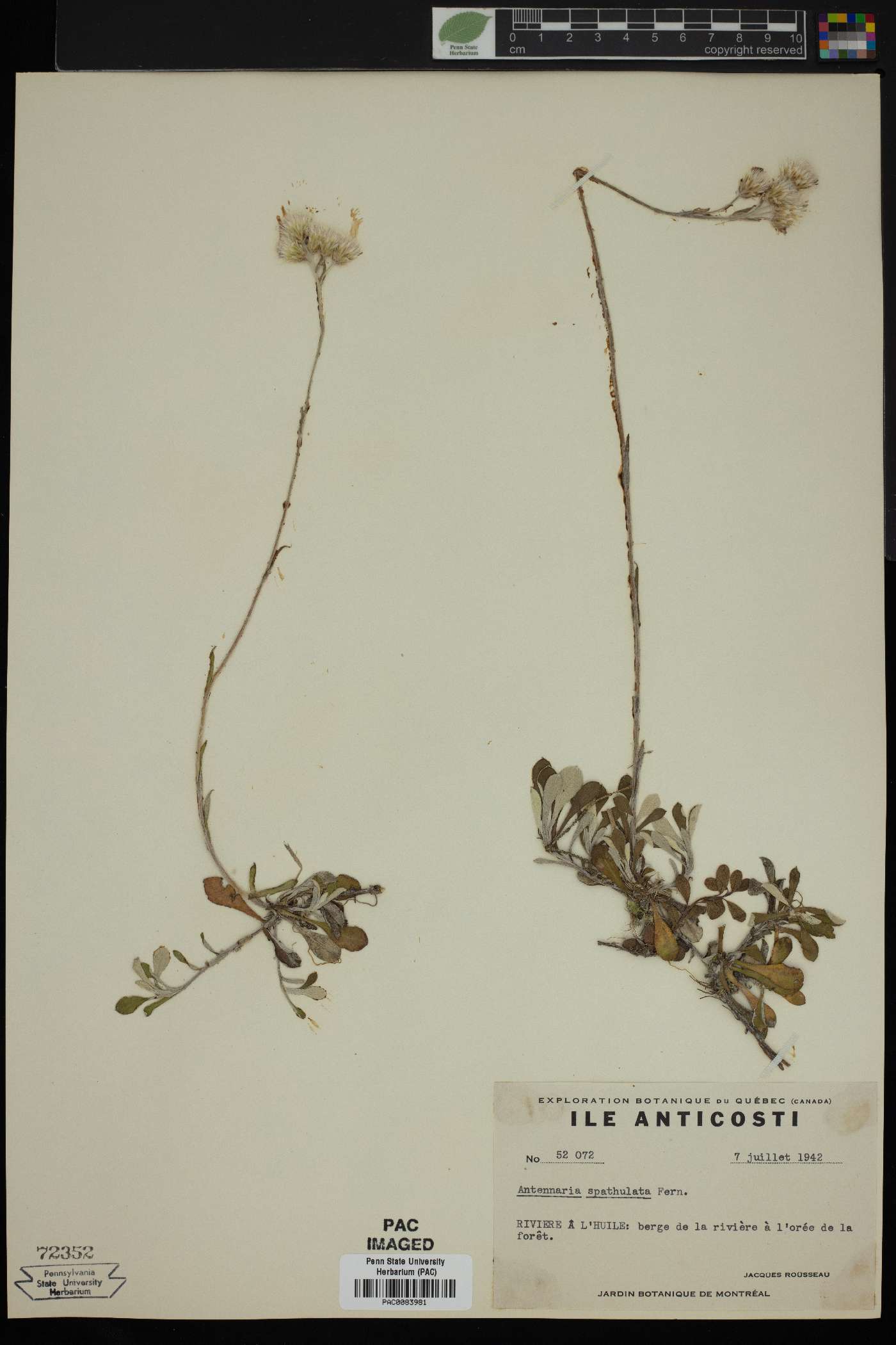 Antennaria spathulata image