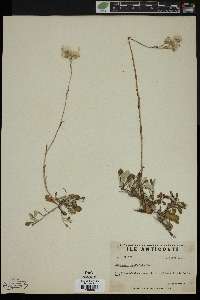Image of Antennaria spathulata