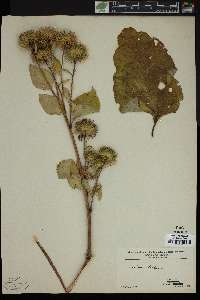 Arctium lappa image