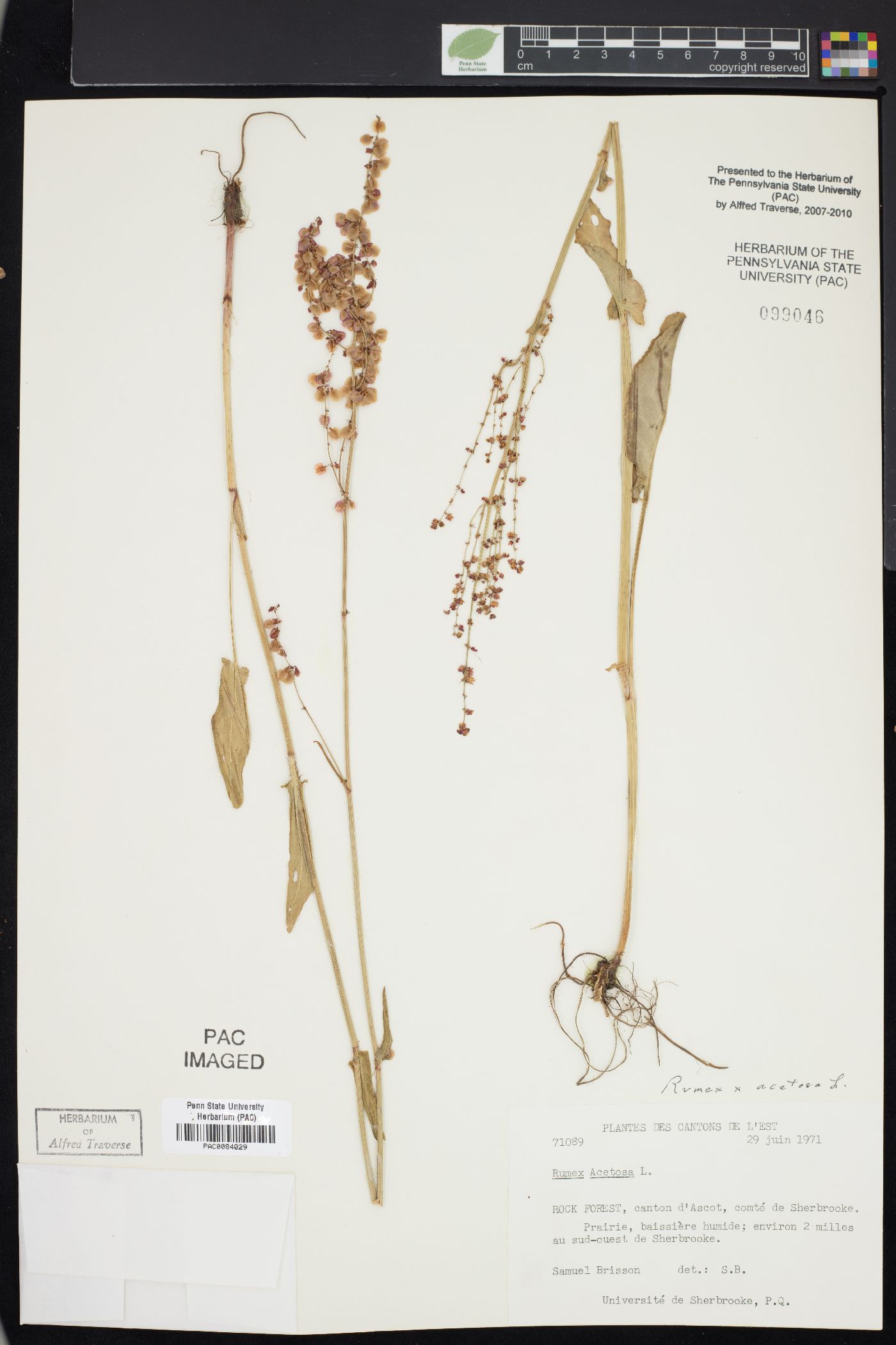 Rumex acetosa image