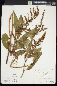 Rumex altissimus image