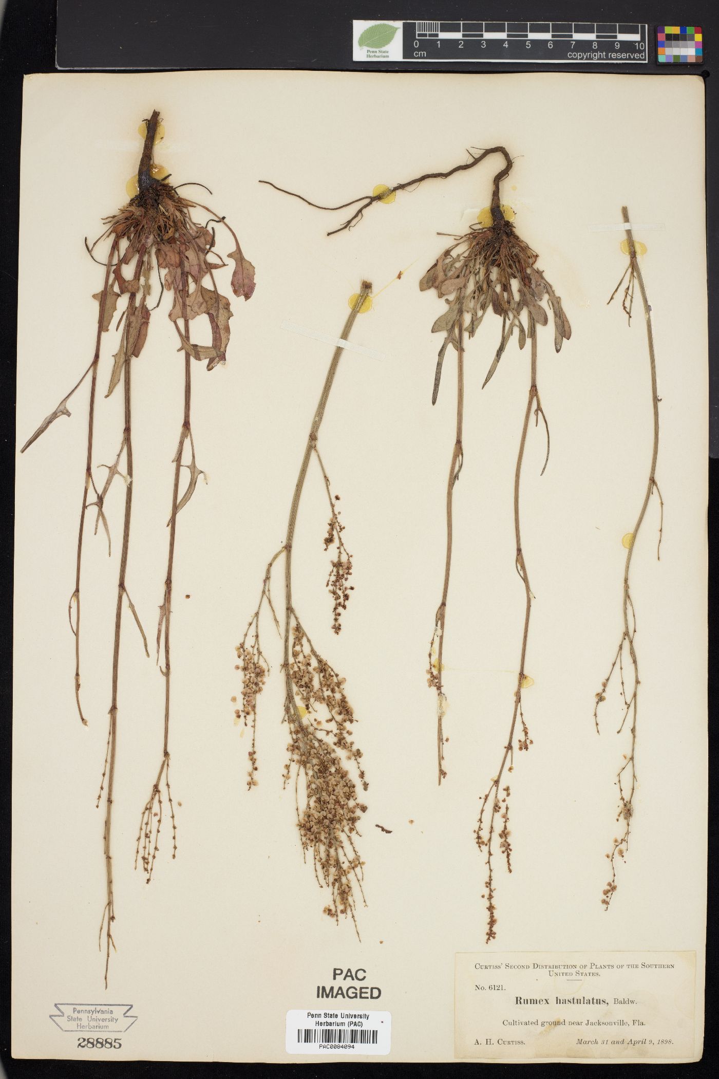 Muehlenbeckia image