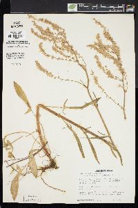 Rumex hastatulus image