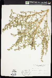 Amaranthus albus image