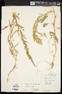 Amaranthus tuberculatus image