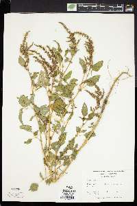 Amaranthus viridis image