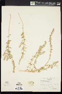 Atriplex californica image