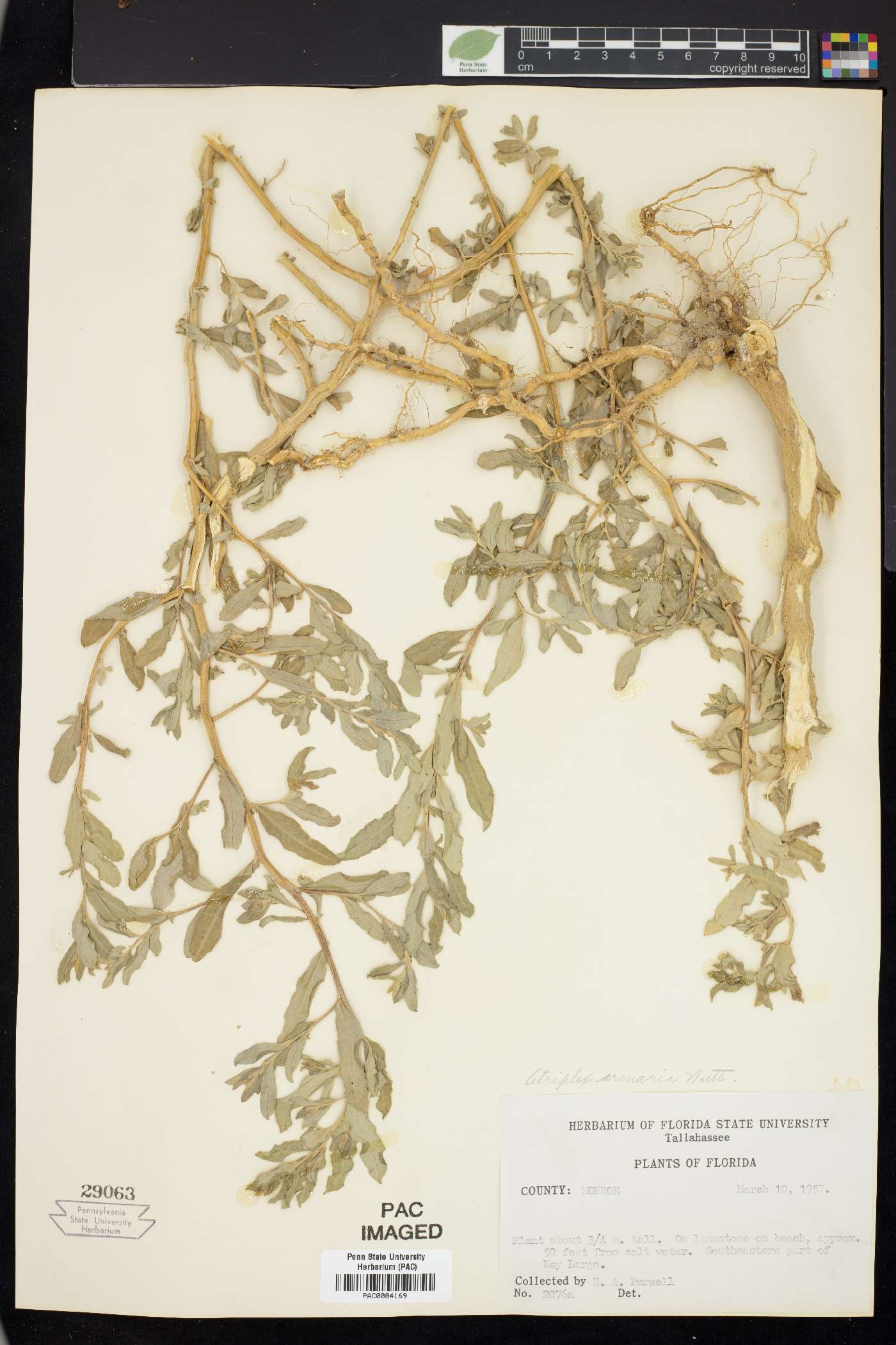 Atriplex arenaria image